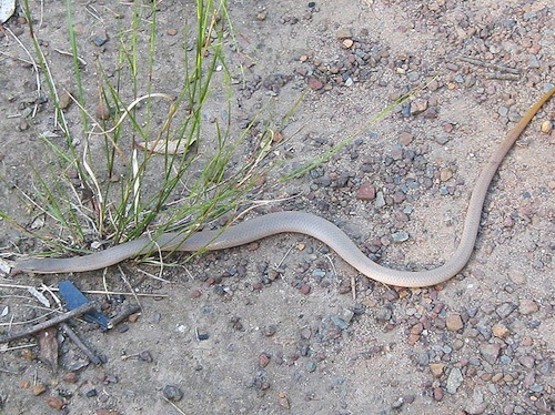 New Guinea Legless Lizard For Sale, New Guinea Legless Lizard For Sale Near Me, New Guinea Legless Lizard For Sale Cheap, New Guinea Legless Lizard For Sale Canada, New Guinea Legless Lizard For Sale Uk, New Guinea Legless Lizard For Sale Europe, New Guinea Legless Lizard For Sale Usa, Baby New Guinea Legless Lizard For Sale, How Much Do New Guinea Legless Lizard Cost?